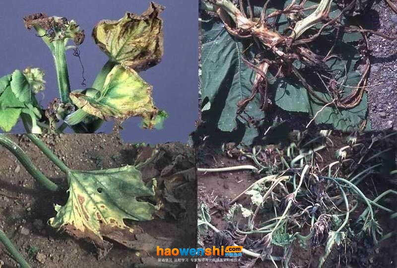 細(xì)菌性枯萎病.jpg 細(xì)菌性枯萎病.jpg