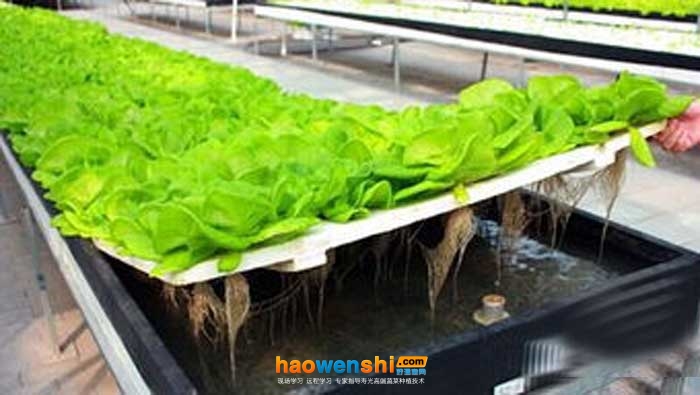 營養(yǎng)液膜栽培.jpg 營養(yǎng)液膜栽培.jpg