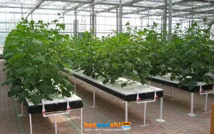 營養(yǎng)液膜栽培 (1).jpg 營養(yǎng)液膜栽培 (1).jpg