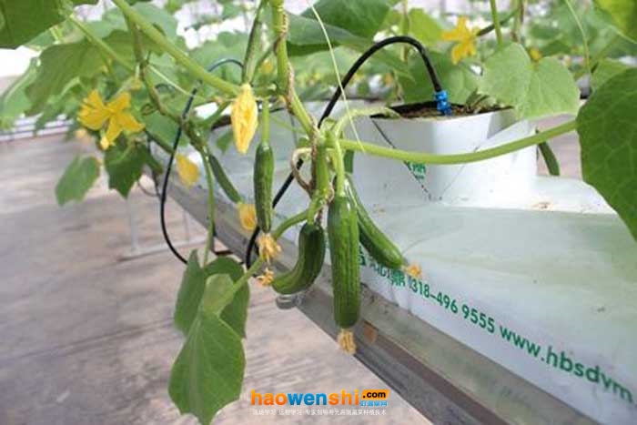 巖棉栽培 (1).jpg 巖棉栽培 (1).jpg