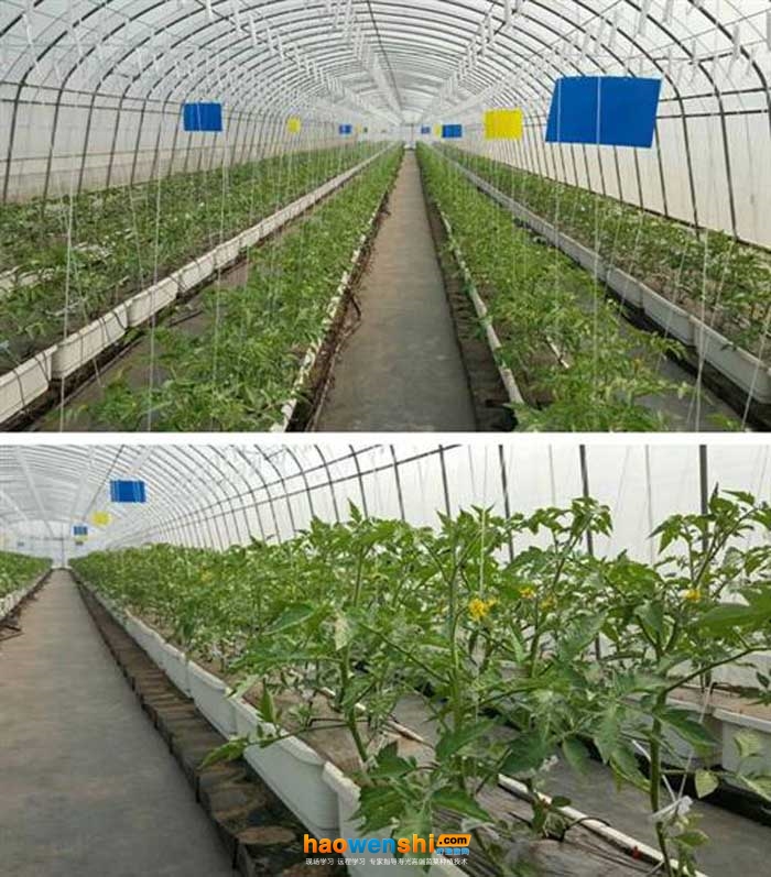 基質(zhì)槽培法.jpg 基質(zhì)槽培法.jpg