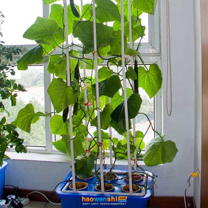 水培黃瓜.jpg 水培黃瓜.jpg