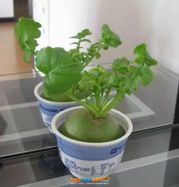 水培蘿卜.jpg 水培蘿卜.jpg