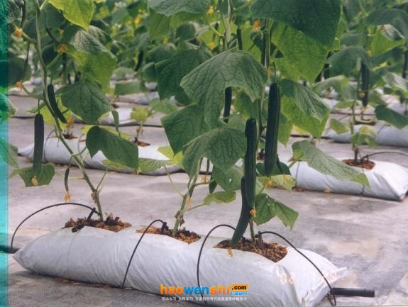 基質(zhì)培.jpg 基質(zhì)培.jpg