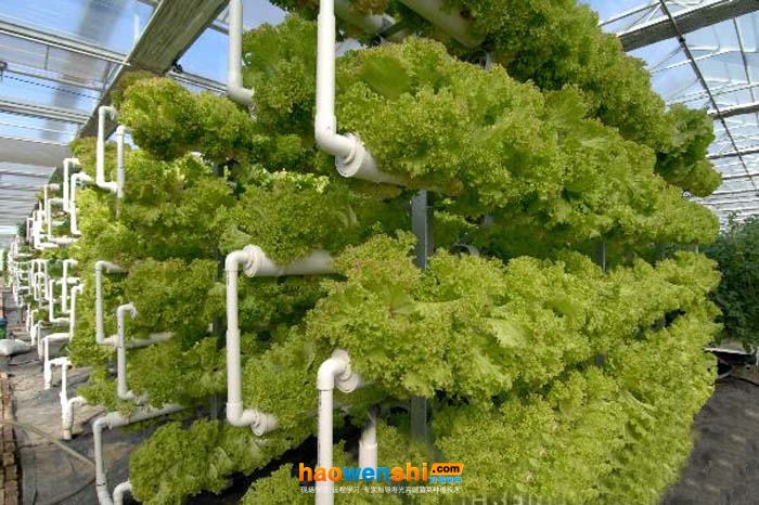 管道水培.jpg 管道水培.jpg
