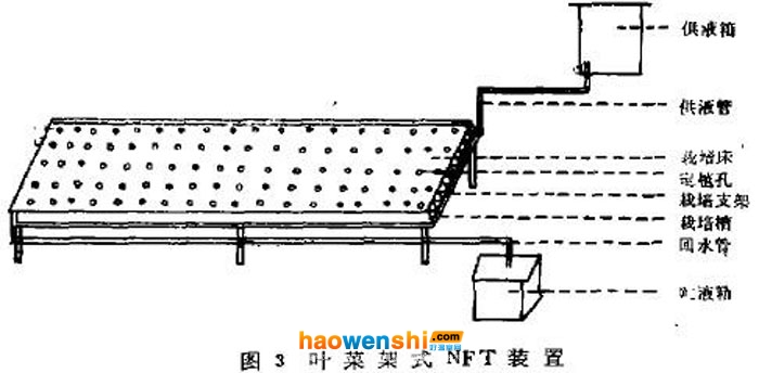 葉菜NFT裝置.jpg 葉菜NFT裝置.jpg