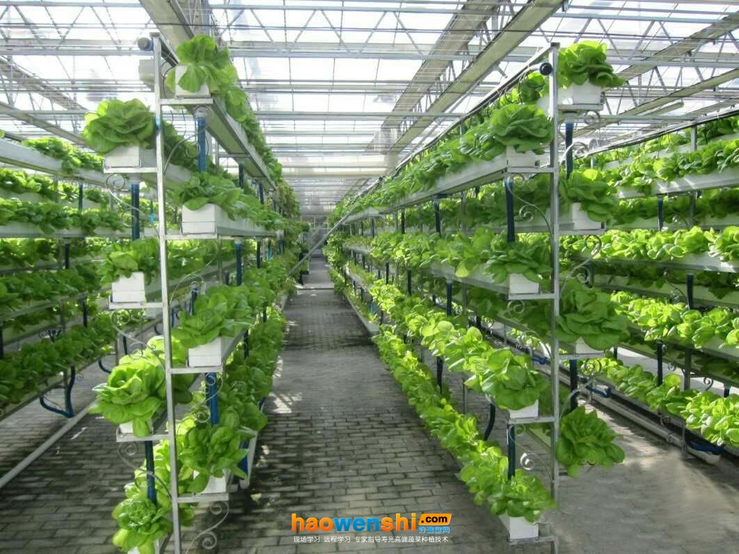 水培生菜.jpg 水培生菜.jpg