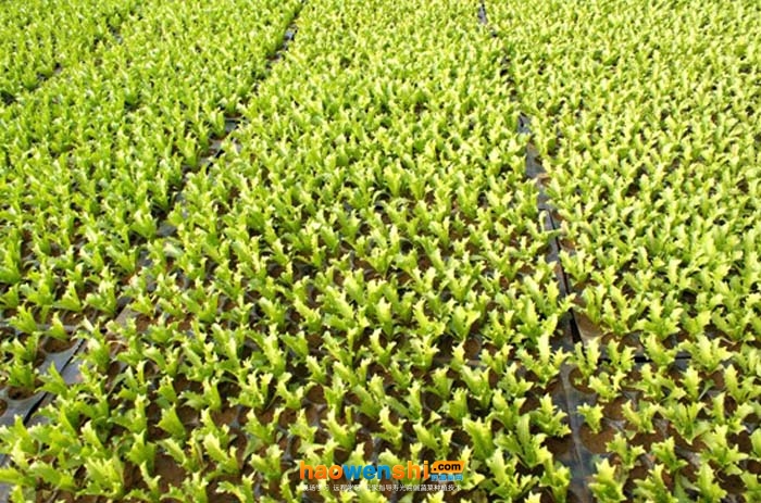 生菜穴盤(pán)育苗.jpg 生菜穴盤(pán)育苗.jpg