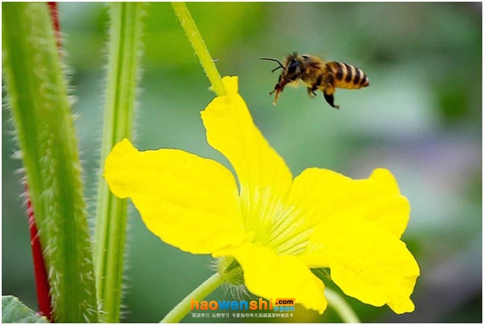 甜瓜授粉.jpg 甜瓜授粉.jpg