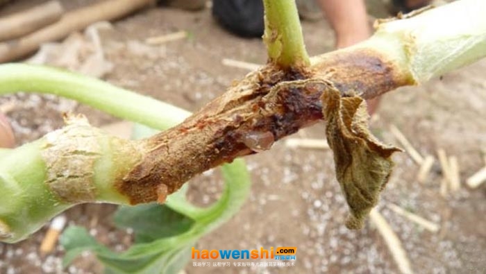 蔓枯病.jpg 蔓枯病.jpg