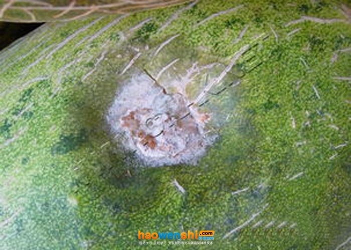 甜瓜蚜蟲病.jpg 甜瓜蚜蟲病.jpg