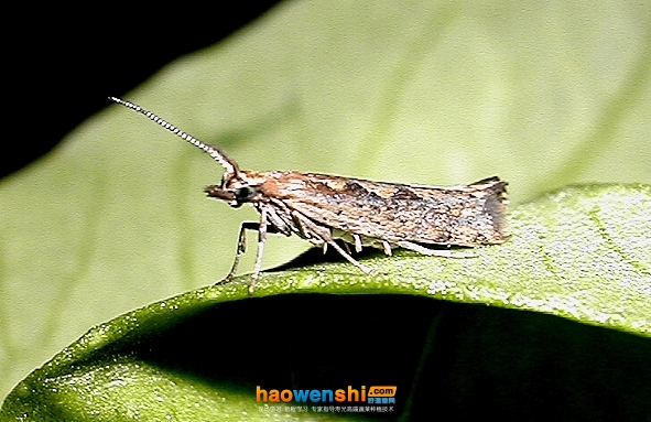 小菜蛾.jpg 小菜蛾.jpg