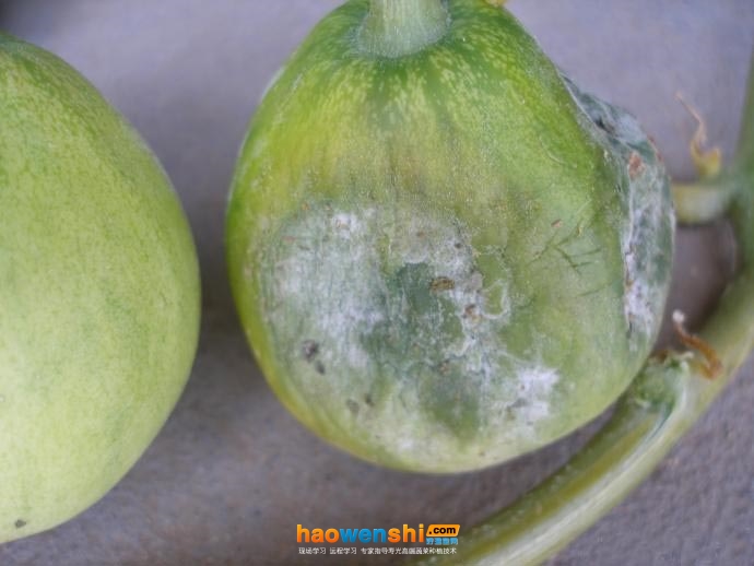 甜瓜疫病.jpg 甜瓜疫病.jpg