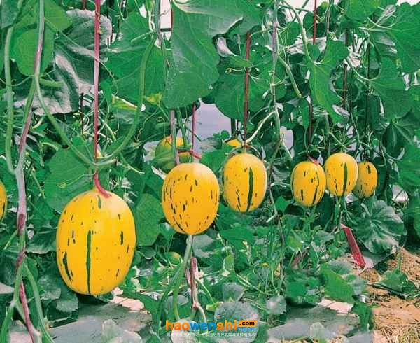 流星甜瓜.jpg 流星甜瓜.jpg