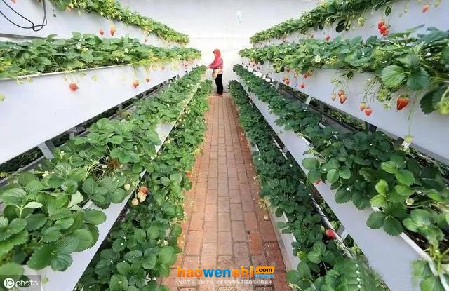 槽式栽培.jpg 槽式栽培.jpg