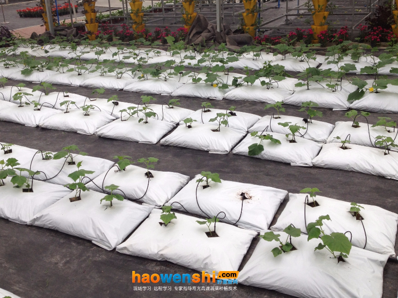 袋式栽培.JPG 袋式栽培.JPG