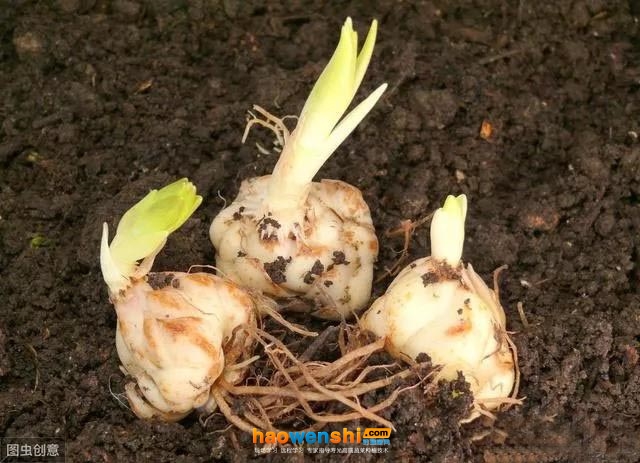 無機基質.jpg 無機基質.jpg