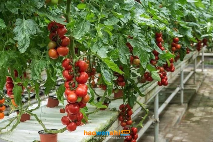 番茄.jpg 番茄.jpg