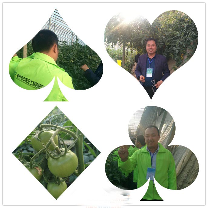 沙培西紅柿.jpg 沙培西紅柿.jpg