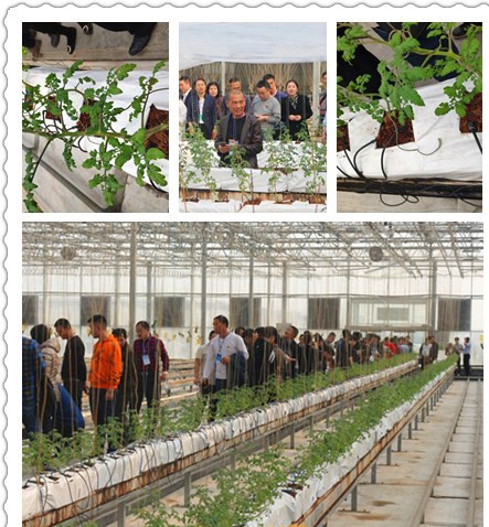 椰糠栽培.png 椰糠栽培.png