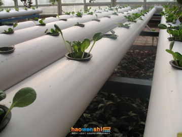 水培.jpg 水培.jpg