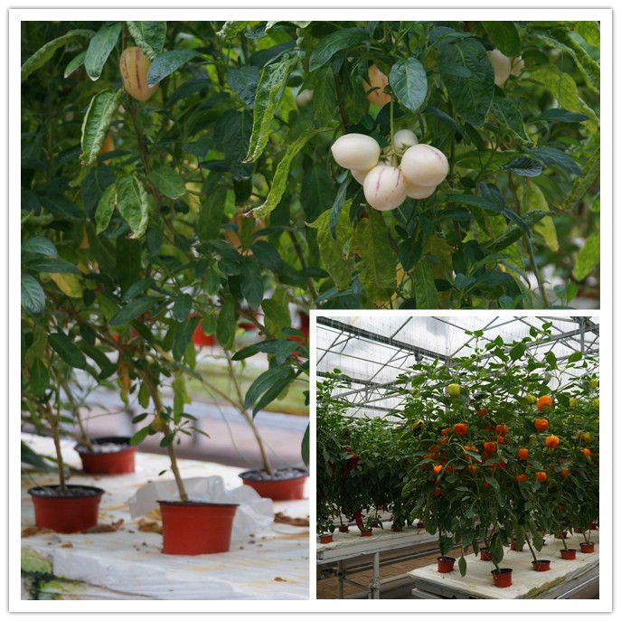 復(fù)合式栽培.png 復(fù)合式栽培.png