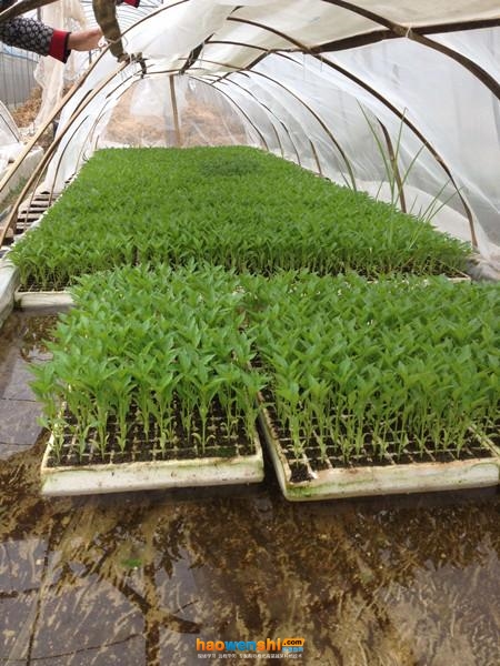 漂浮培.jpg 漂浮培.jpg