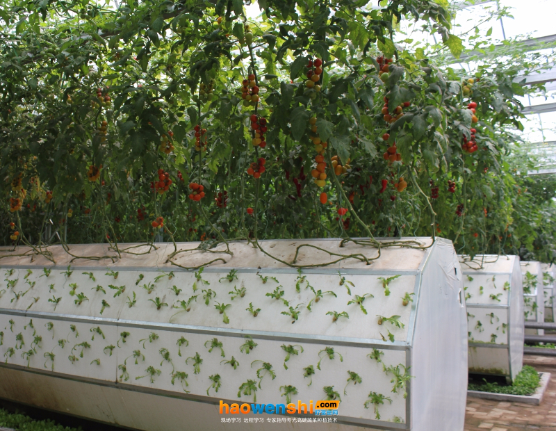 霧培.JPG 霧培.JPG