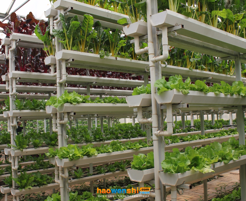 立體基質(zhì)栽培.JPG 立體基質(zhì)栽培.JPG