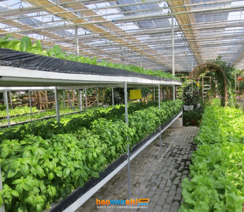 深夜流栽培.JPG 深夜流栽培.JPG