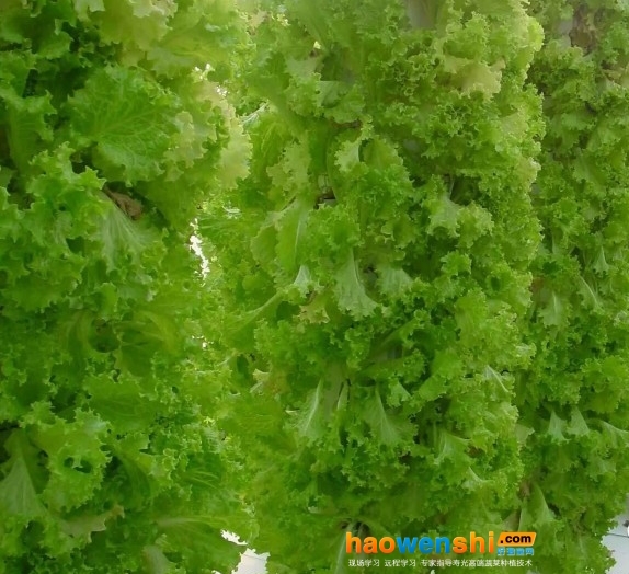 無機(jī)無土栽培.jpg 無機(jī)無土栽培.jpg