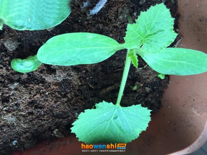 西葫蘆苗.jpg 西葫蘆苗.jpg