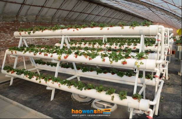 管道式栽培.jpg 管道式栽培.jpg