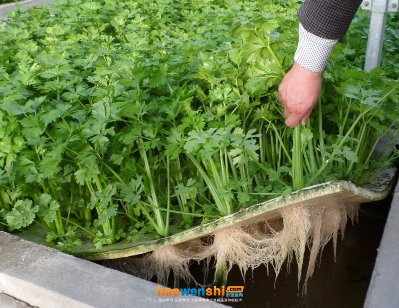 潮汐式漂浮培.jpg 潮汐式漂浮培.jpg