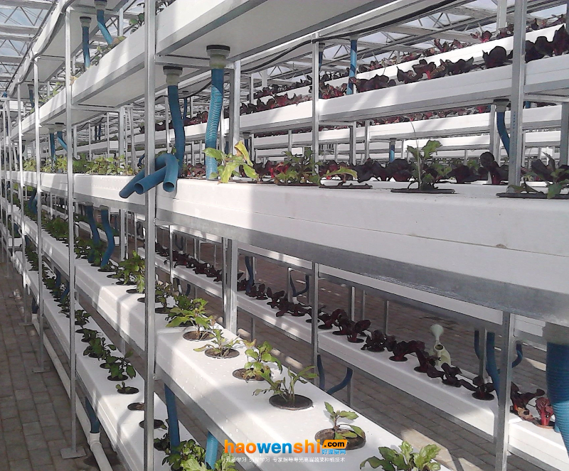 槽式立體水培.jpg 槽式立體水培.jpg