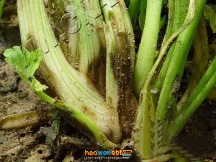 根系死亡.jpg 根系死亡.jpg