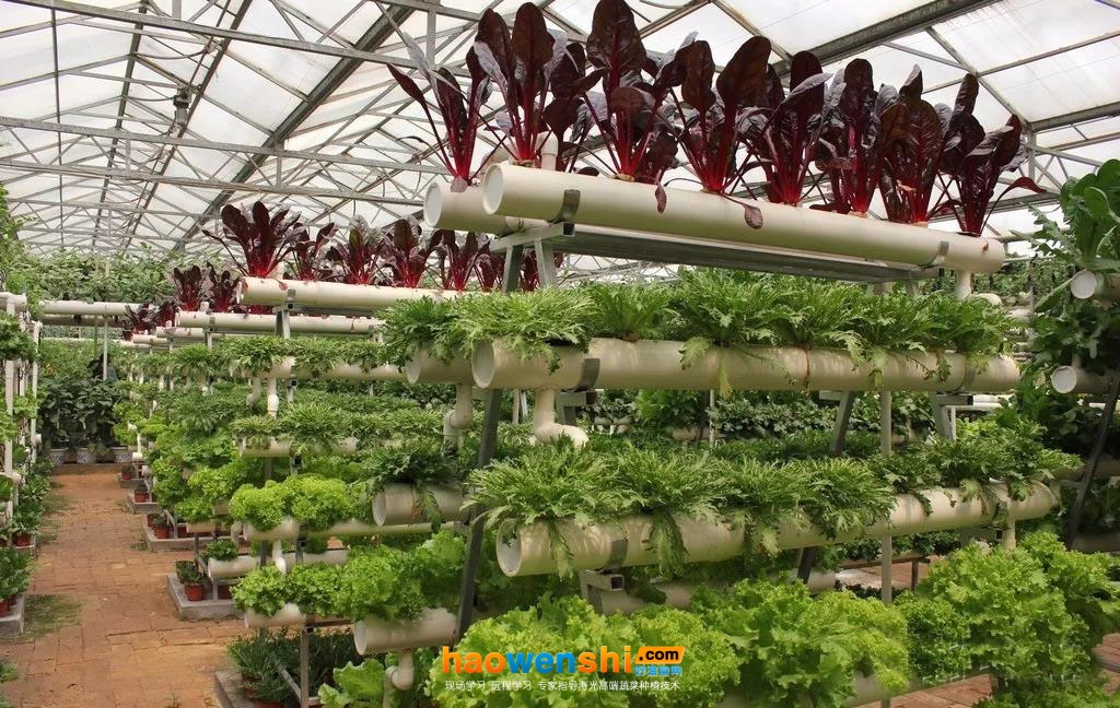 立體、墻體式無土栽培模式3.jpg