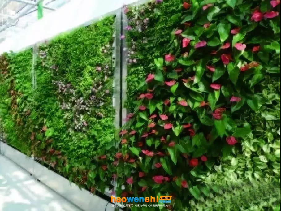 立體、墻體式無土栽培模式4.jpg