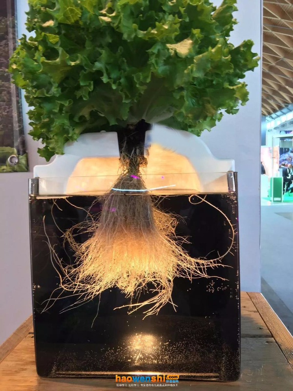 干法水培.jpg 干法水培.jpg