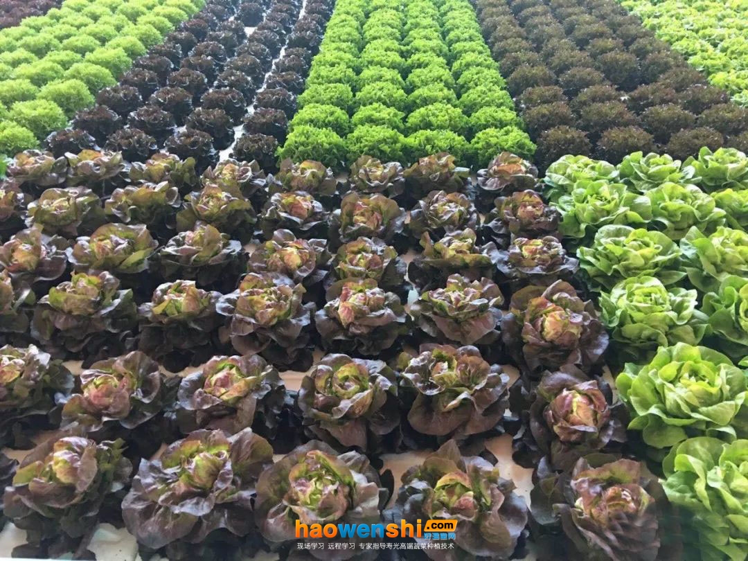 水培.jpg 水培.jpg