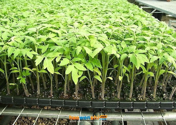 穴盤育苗.jpg 穴盤育苗.jpg