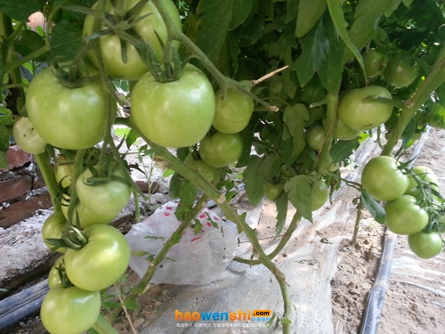 沙培西紅柿.jpg 沙培西紅柿.jpg