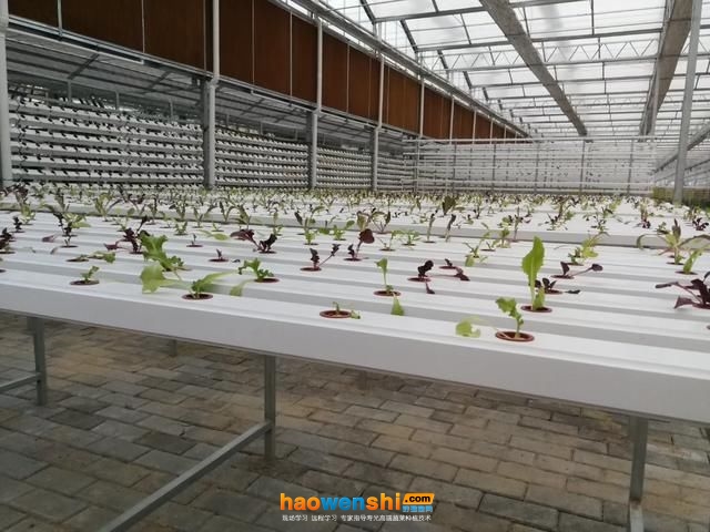 溫室水培蔬菜 (1).jpg