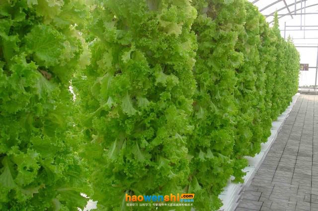 水培生菜.jpg 水培生菜.jpg