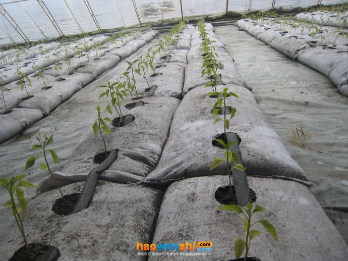 基質(zhì)栽培.jpg