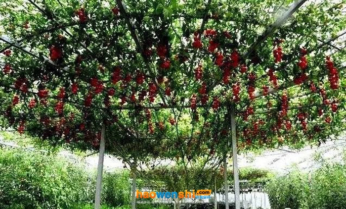 番茄樹(shù).jpg 番茄樹(shù).jpg