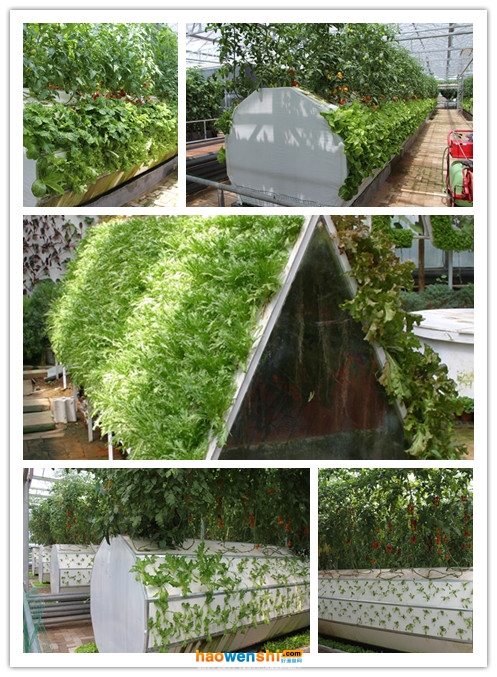 霧培.jpg 霧培.jpg