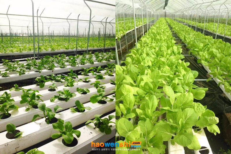 水培蔬菜 (1).jpg 水培蔬菜 (1).jpg