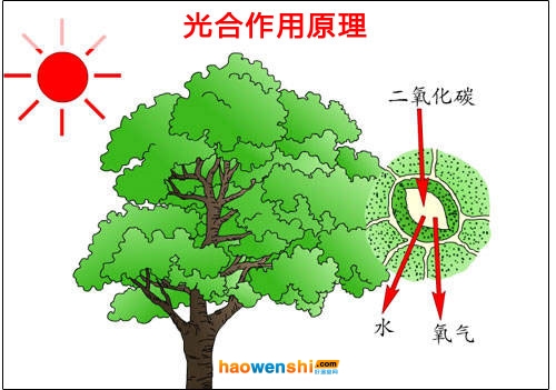光合作用原理.jpg