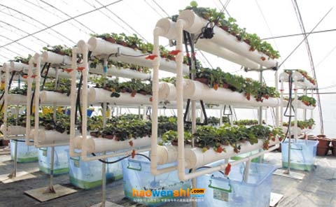 立體無土栽培草莓.jpg 立體無土栽培草莓.jpg